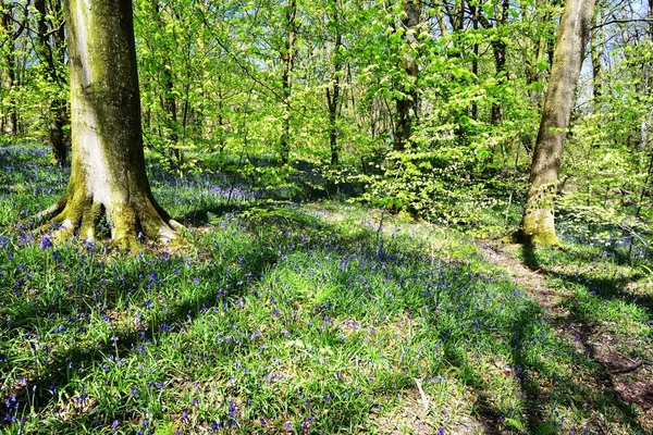 Sollys på Bluebells – stockfoto