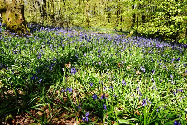 Bluebells üzerinde güneş ışığı