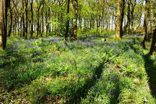 Bluebells üzerinde güneş ışığı