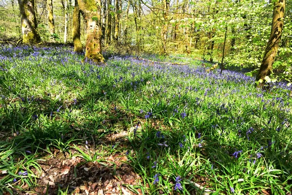 Bluebells üzerinde güneş ışığı