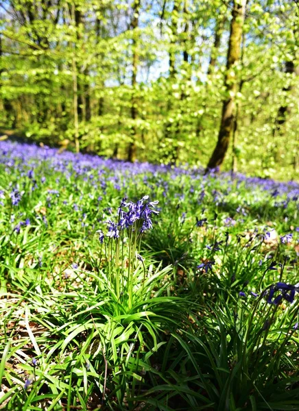 Luce del sole sulle BlueBell — Foto Stock