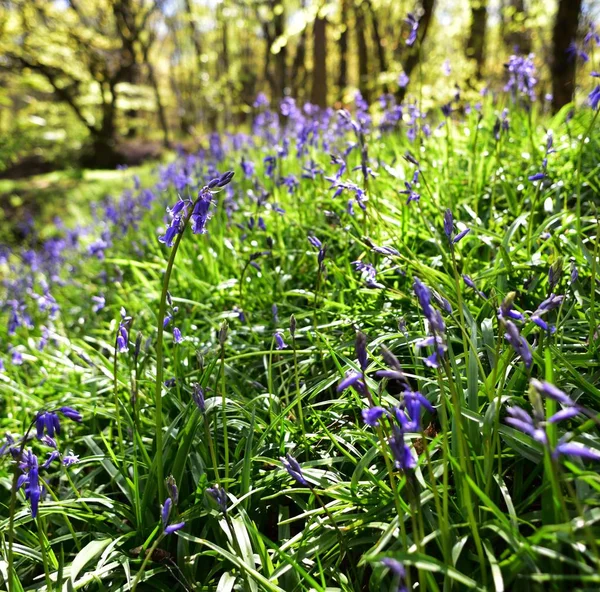 Bluebells üzerinde güneş ışığı