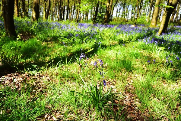 Bluebells üzerinde güneş ışığı