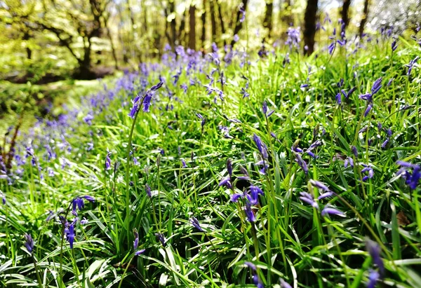 Bluebells üzerinde güneş ışığı