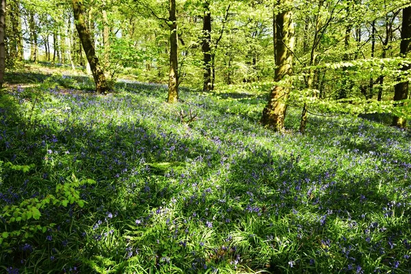 Bluebells üzerinde güneş ışığı