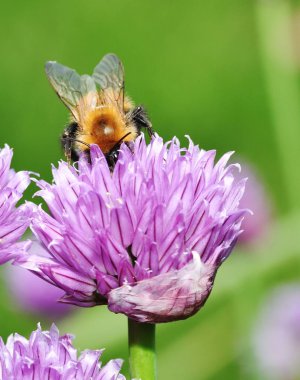 Kahverengi Tarakçı arı