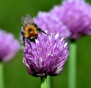 Kahverengi Tarakçı arı