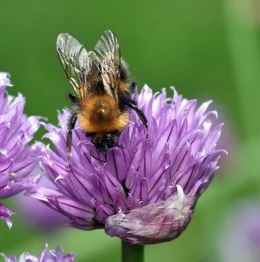 Kahverengi Tarakçı arı
