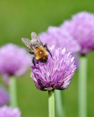Kahverengi Tarakçı arı
