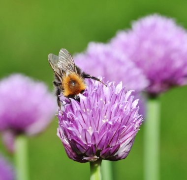 Kahverengi Tarakçı arı