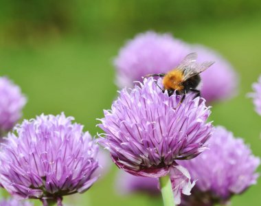 Kahverengi Tarakçı arı
