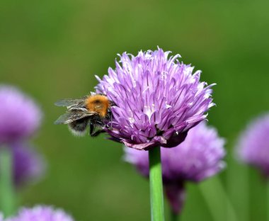 Kahverengi Tarakçı arı