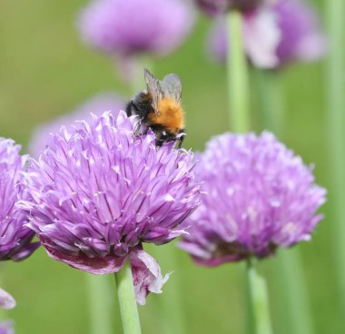 Kahverengi Tarakçı arı