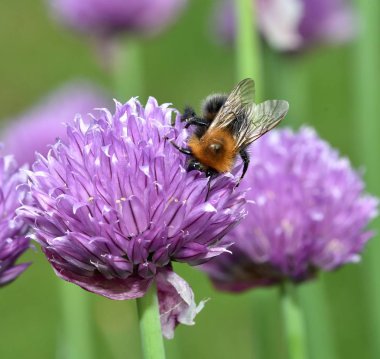 Kahverengi Tarakçı arı
