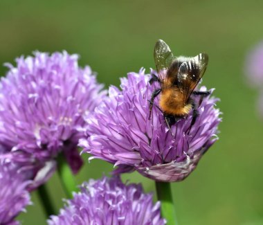 Kahverengi Tarakçı arı