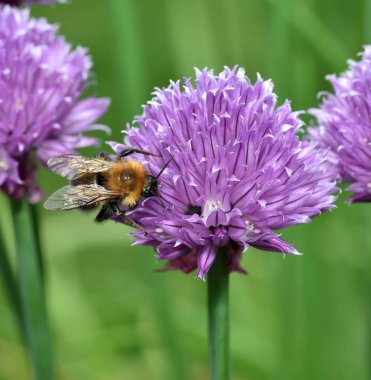 Kahverengi Tarakçı arı