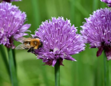 Kahverengi Tarakçı arı