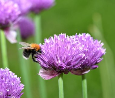 Kahverengi Tarakçı arı
