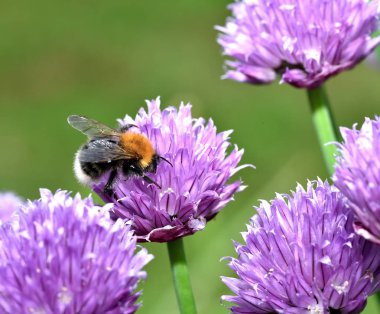 Bumblebee beyaz kuyruklu