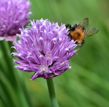 Kahverengi Tarakçı arı