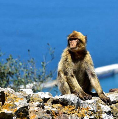 Cebelitarık Berberi şebeği
