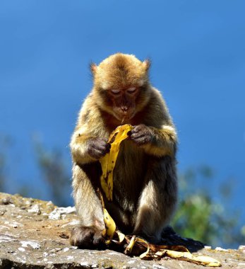 Cebelitarık Berberi şebeği