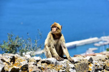 Cebelitarık Berberi şebeği