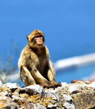 Cebelitarık Berberi şebeği