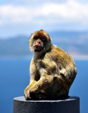 Cebelitarık Berberi şebeği