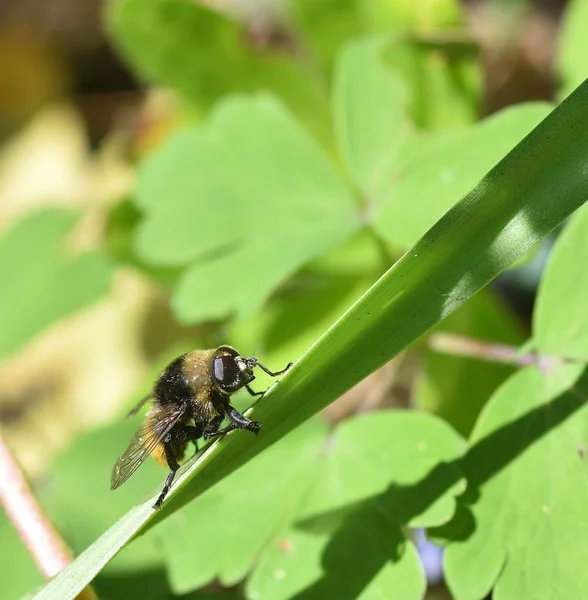 Sonnenbadende Wildbienen — Stockfoto