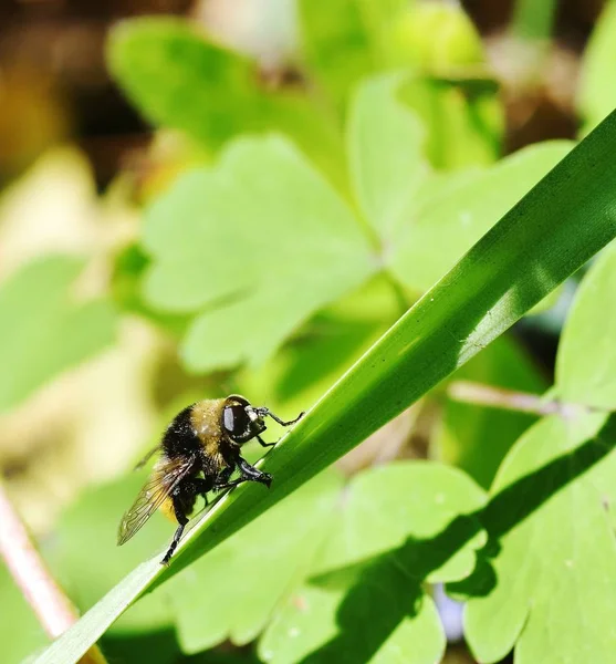 Sonnenbadende Wildbienen — Stockfoto