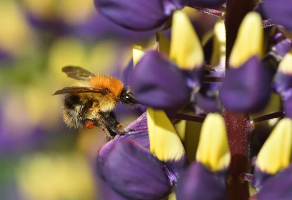 Ocupado como una abeja — Foto de Stock