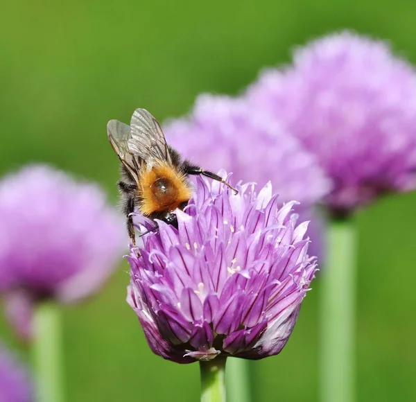Kahverengi Tarakçı arı
