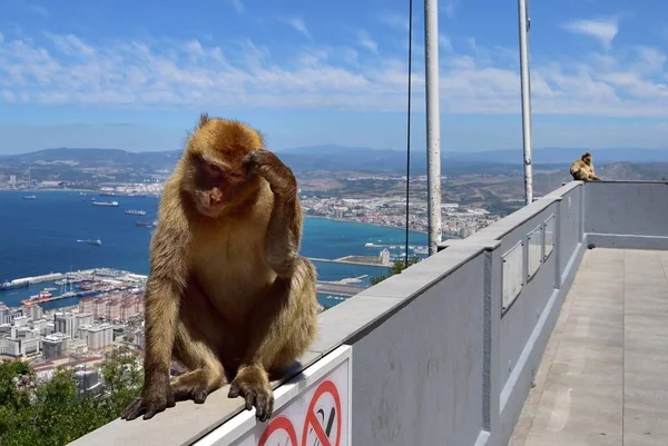 Gibraltar Berberaap — Stockfoto