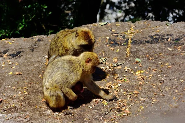 Gibraltar Barbary makak familj — Stockfoto