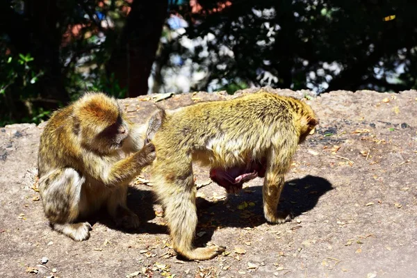 Gibraltar Barbary macaque — Stock Photo, Image