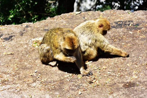 Gibraltar Barbary macaque rodina — Stock fotografie