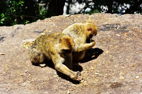 Gibraltar Familia de macacos berberiscos — Foto de Stock