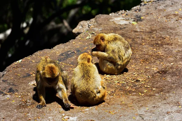Gibraltar Familia de macacos berberiscos — Foto de Stock