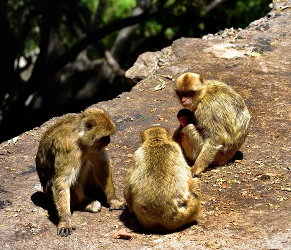 Gibraltar Família de macacos bárbaros — Fotografia de Stock