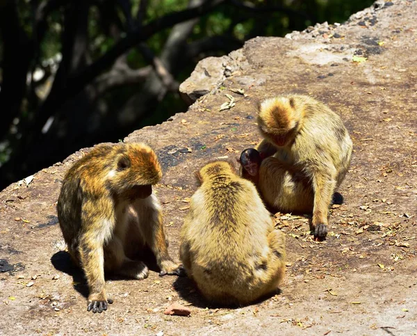 Gibraltar Barbary macaque rodina — Stock fotografie