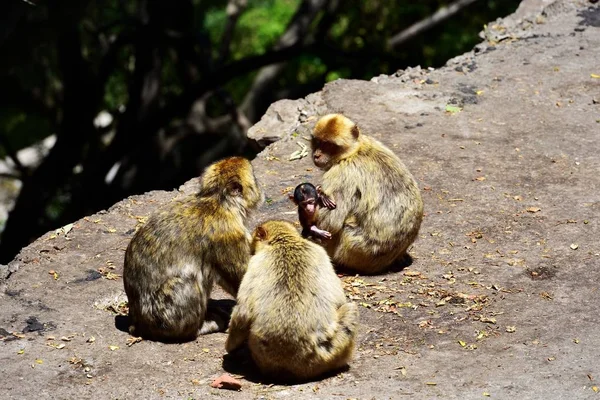 지브롤터 바바리 원숭이 가족 — 스톡 사진