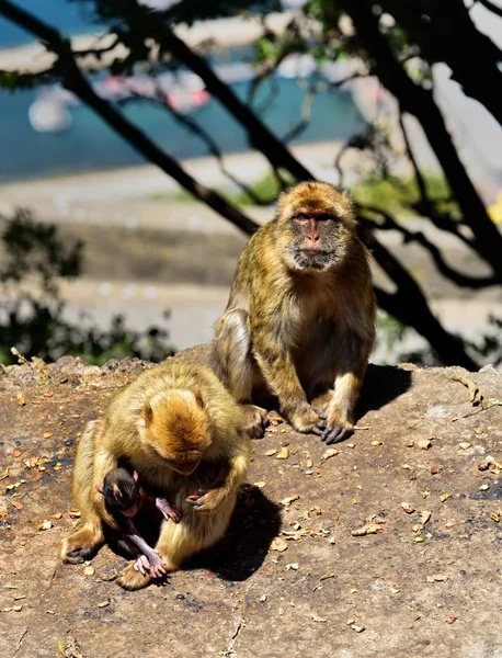 Gibraltar Barbary macaque family — Stock Photo, Image