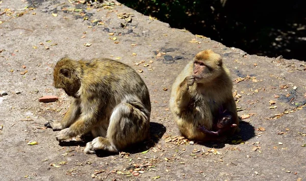 Gibraltar Barbary macaque rodina — Stock fotografie