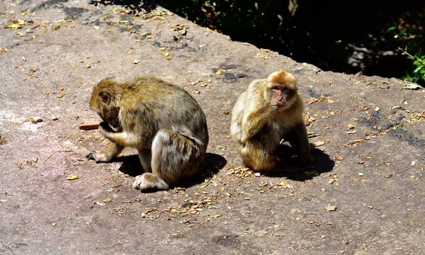 Gibraltar Barbary macaque rodina — Stock fotografie