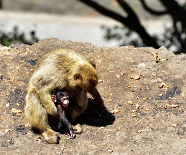 Gibraltar Barbarijse makaak familie — Stockfoto