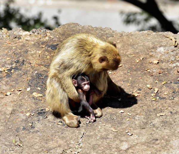 Gibraltar Familia de macacos berberiscos — Foto de Stock