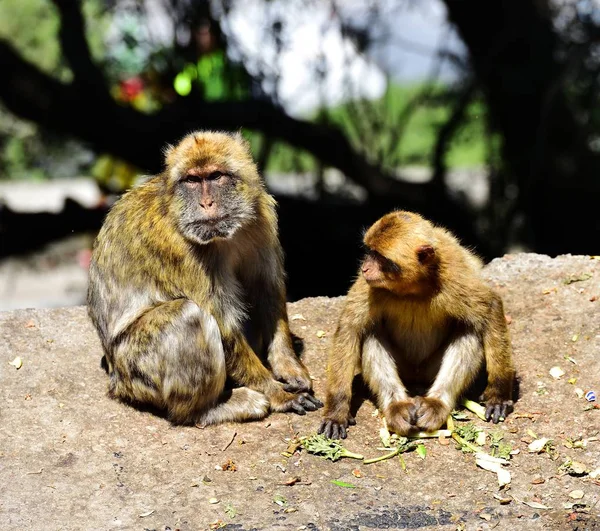 Gibraltar Familia de macacos berberiscos — Foto de Stock