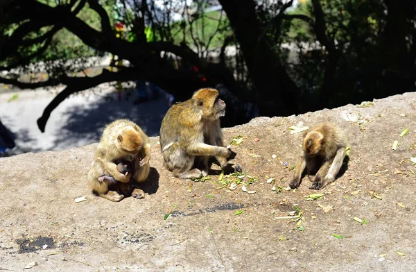 Gibraltar Barbary macaque rodina — Stock fotografie