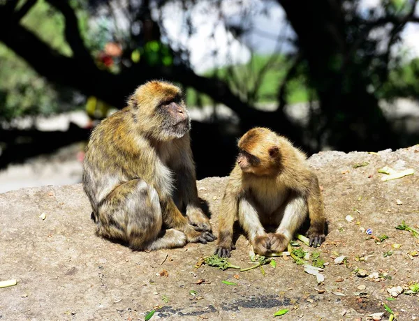 Gibraltar Familia de macacos berberiscos — Foto de Stock